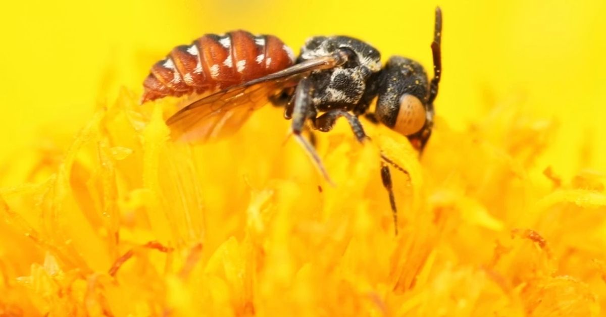 A bee perched on top of a yellow flower