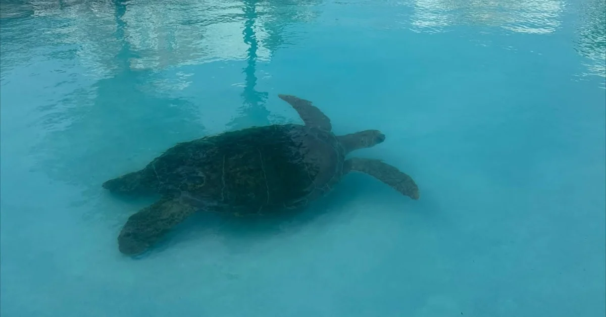A sea turtle swims underwater in a swimming pool's clear turquoise water, viewed from above near the surface.