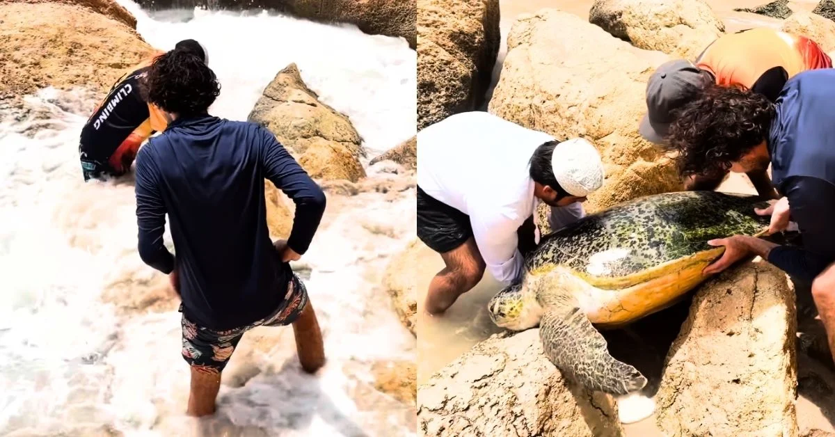 Left: Person in dark long-sleeve shirt wading in shallow water among rocks. Right: Multiple people examining a large sea turtle with green and orange coloring on rocky ground near water.