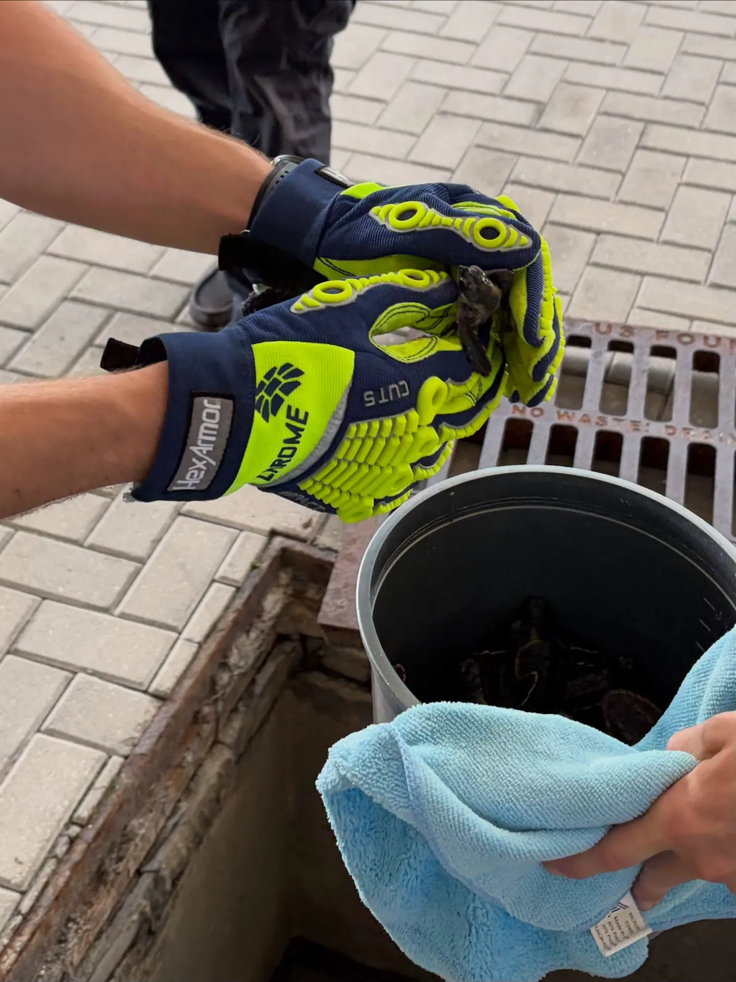 Person wearing navy and neon yellow work gloves holds a light blue cloth containing a small sea turtle hatchling over an open drain on a brick-paved surface.