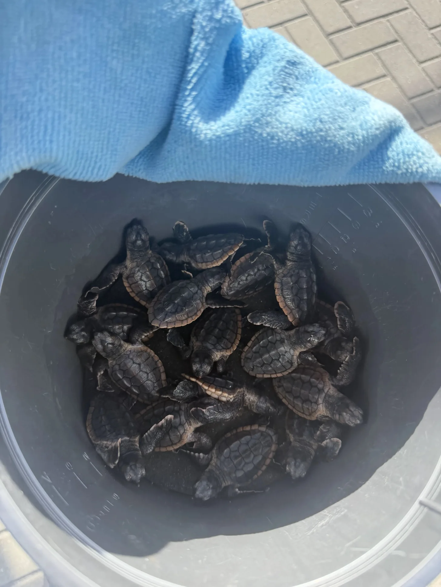 Multiple sea turtle hatchlings clustered together in a dark bucket, with a blue towel visible above the rim.