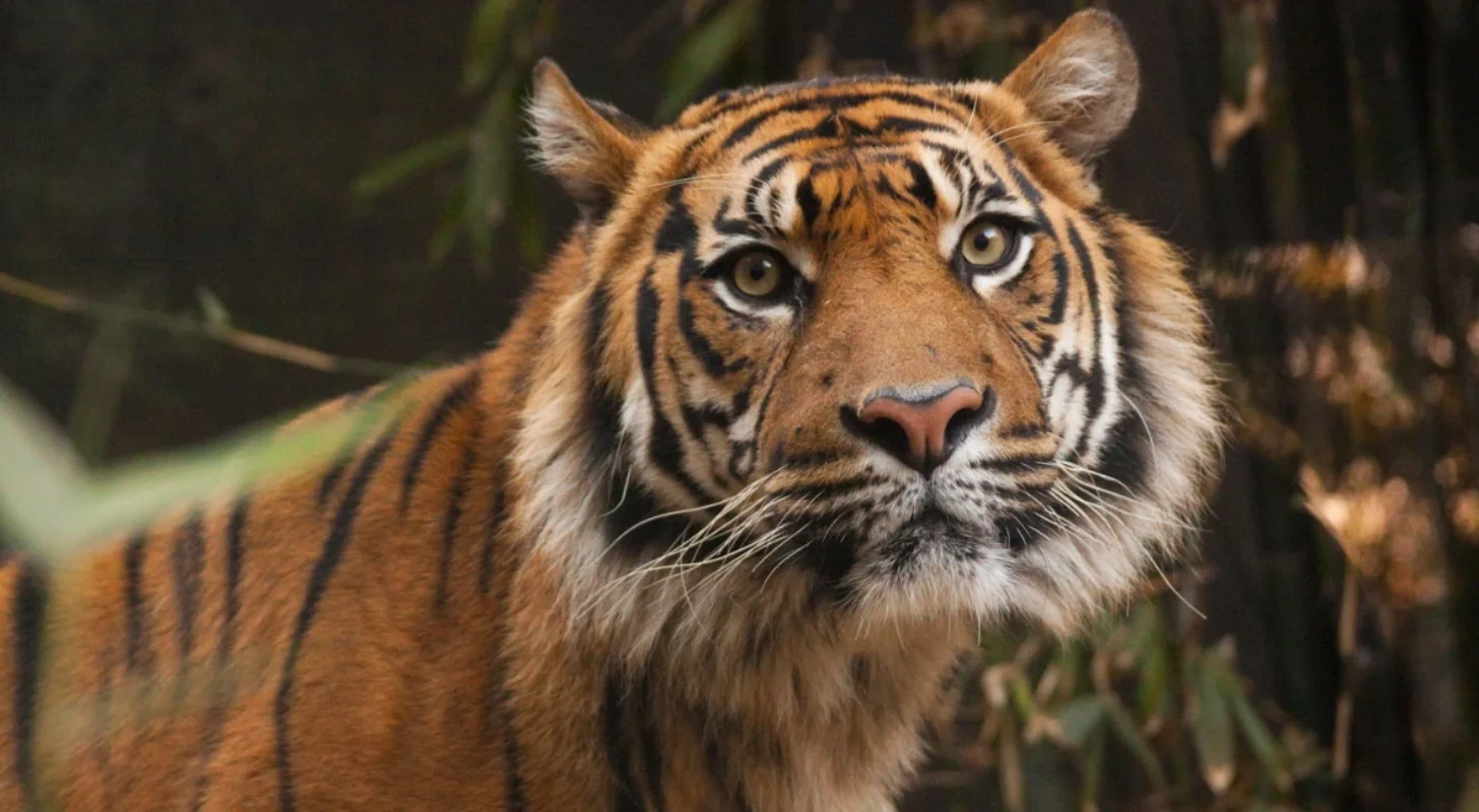 A tiger's head facing the camera with orange and black striped fur, white facial markings, and pale eyes, against a blurred background of green foliage.