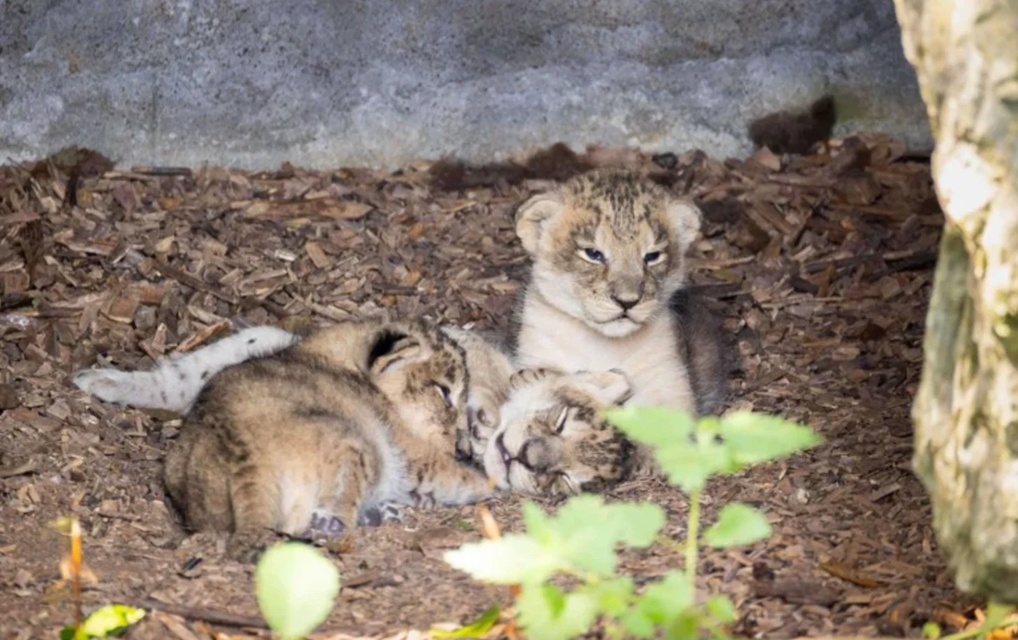 Two lion cubs rest on mulch and dirt beside concrete surfaces, with green plants visible in the foreground.