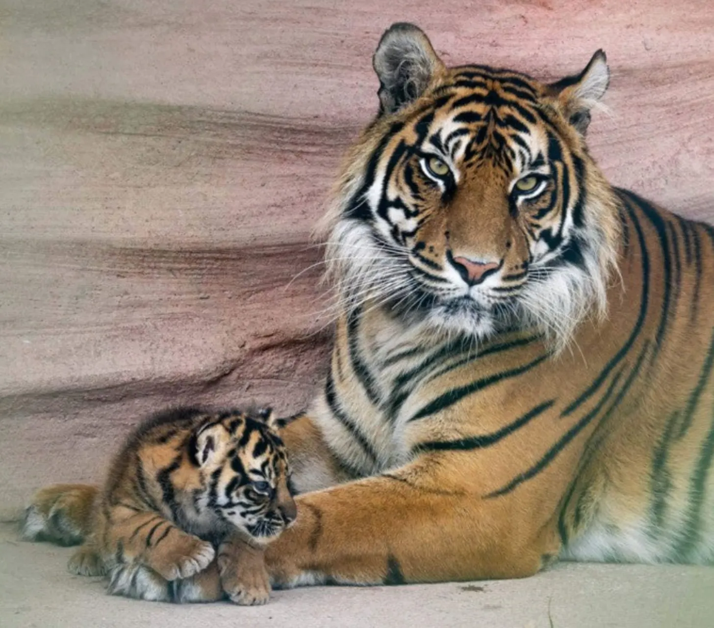 An adult tiger lies on a pink surface next to a tiger cub, both looking toward the camera.
