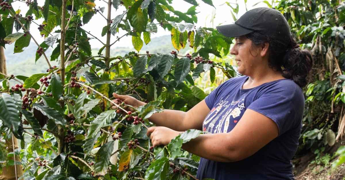 A woman coffee cherry picking in the Southern Ecuadorian Amazon