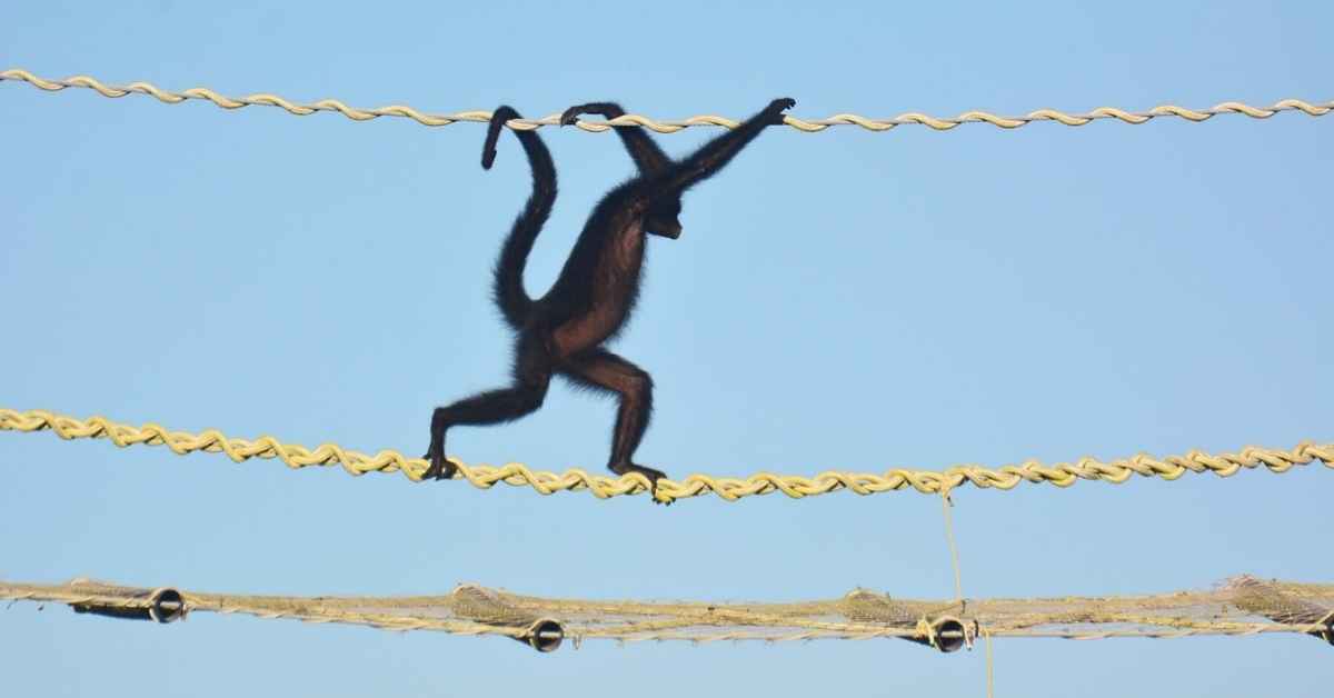 A black-faced black spider monkey (Ateles chamek) crossing one of the multilayered bridges