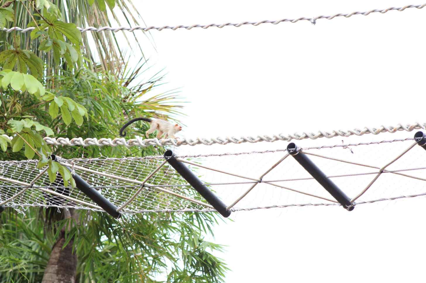 A schneider’s marmosets (Mico schneideri), a threatened species from the Amazon, crossing one of the bridges in Alta Floresta. Image courtesy of Maelle Lima de Freitas.
