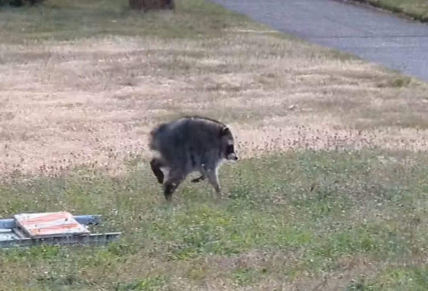 Jimothy, a raccoon with short spine, runs across grass with trees visible in the blurred background.