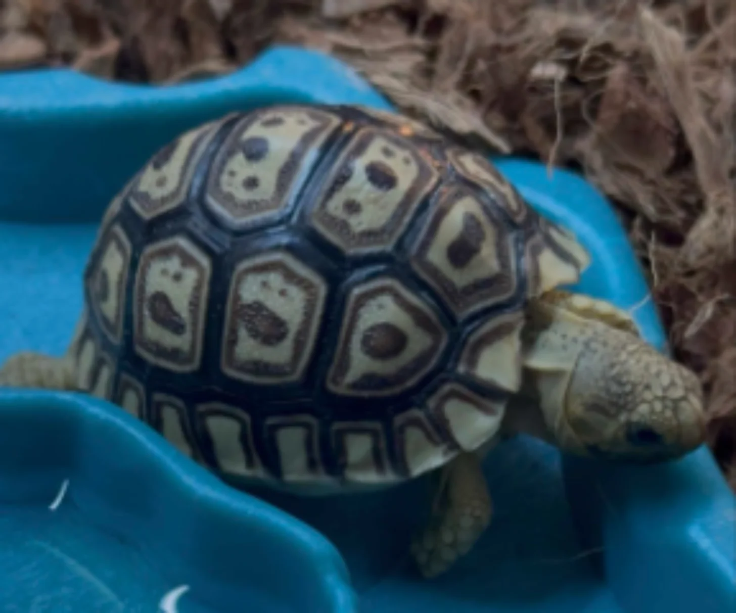 Small tortoise with dark shell patterned in light-colored geometric shapes rests on a bright blue surface surrounded by dried plant material.