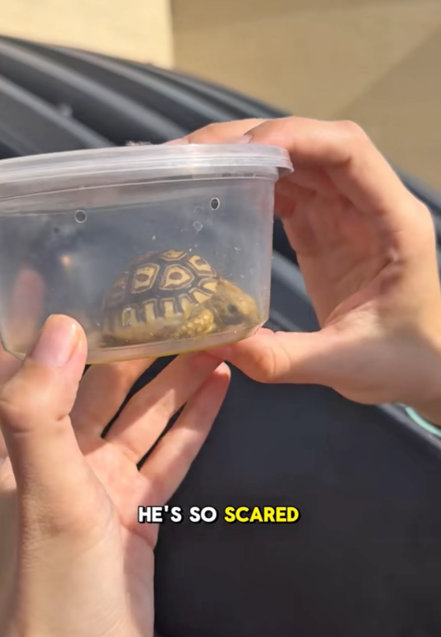 A small tortoise is held in a clear plastic container by someone off-camera. Text overlay reads "HE'S SO SCARED."