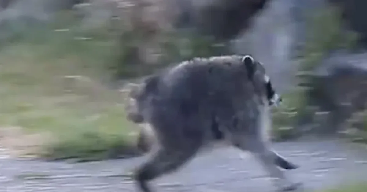 Jimothy, a raccoon with short spine, runs across a paved surface with grass and trees visible in the blurred background.