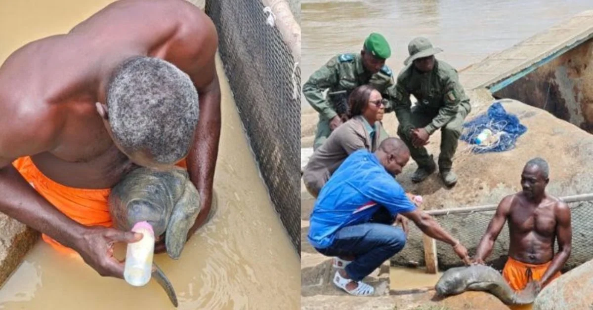 Left: A person bottle-feeds a baby manatee in a shallow waterway as it stands in the water with it, holding it like a baby. Right: A man in a blue shirt crouches beside a baby manatee in shallow water while several uniformed officials stand nearby on a sandy bank.