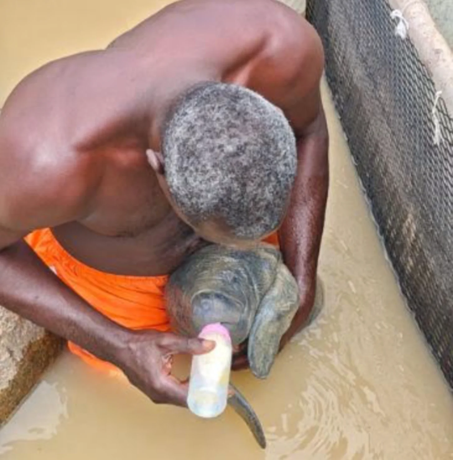 A person bottle-feeds a baby manatee in a shallow waterway as it stands in the water with it, holding it like a baby.
