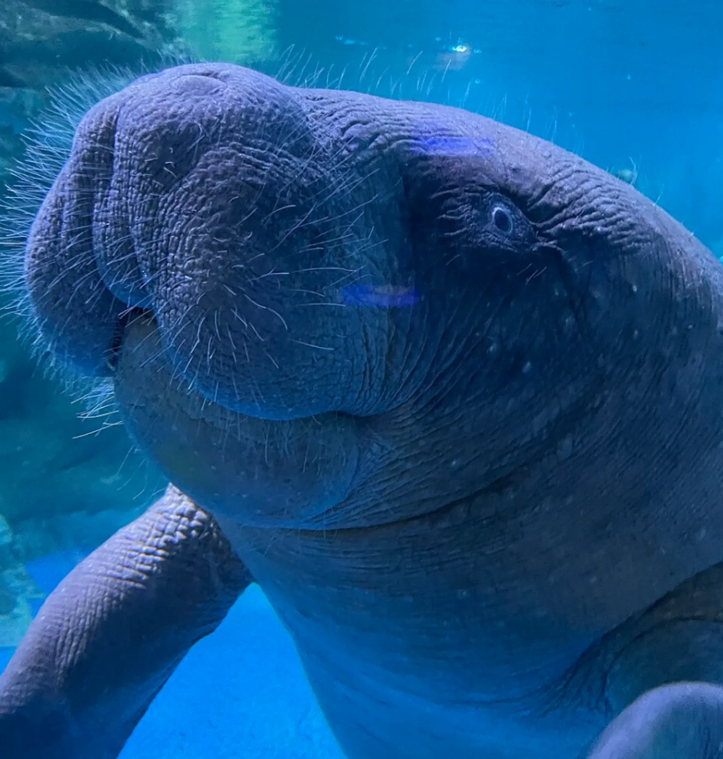A manatee underwater in clear blue water, showing its distinctive nose, wrinkled skin, and whiskers. The animal's head and front flippers are visible in profile.