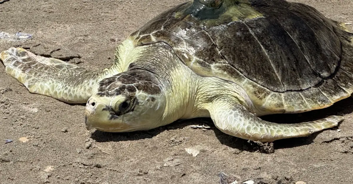 Sea turtle resting on sand beach, viewed from the side showing its flippers, shell, and head.