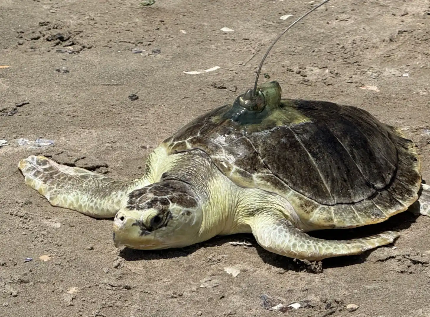 Sea turtle with tracking device attached to its shell, resting on sandy beach.