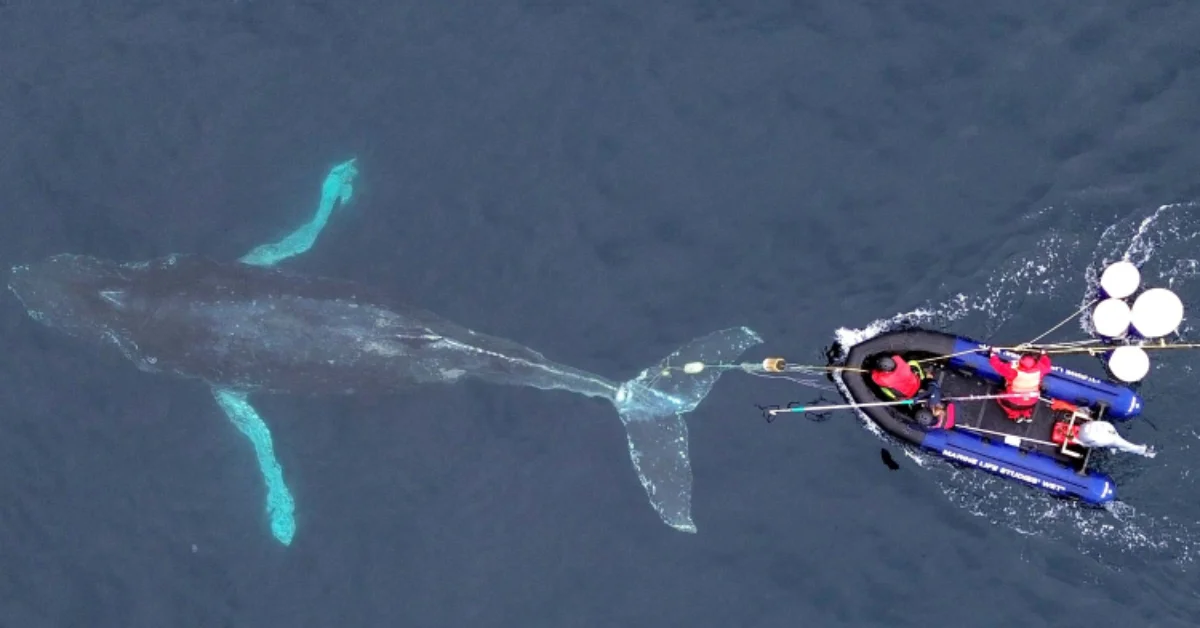 Aerial view of a large whale with turquoise-colored fins swimming next to a research vessel with several people on board and white buoys attached to the whale.