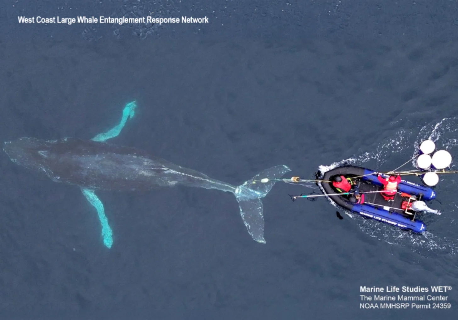 A large whale entangled in fishing gear is approached by a response boat with several crew members aboard and white buoys attached to lines.