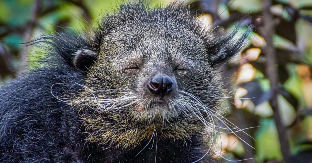 Close-up of a binturong's face with eyes closed, prominent whiskers, and dark fur with lighter coloring around the muzzle and chin.