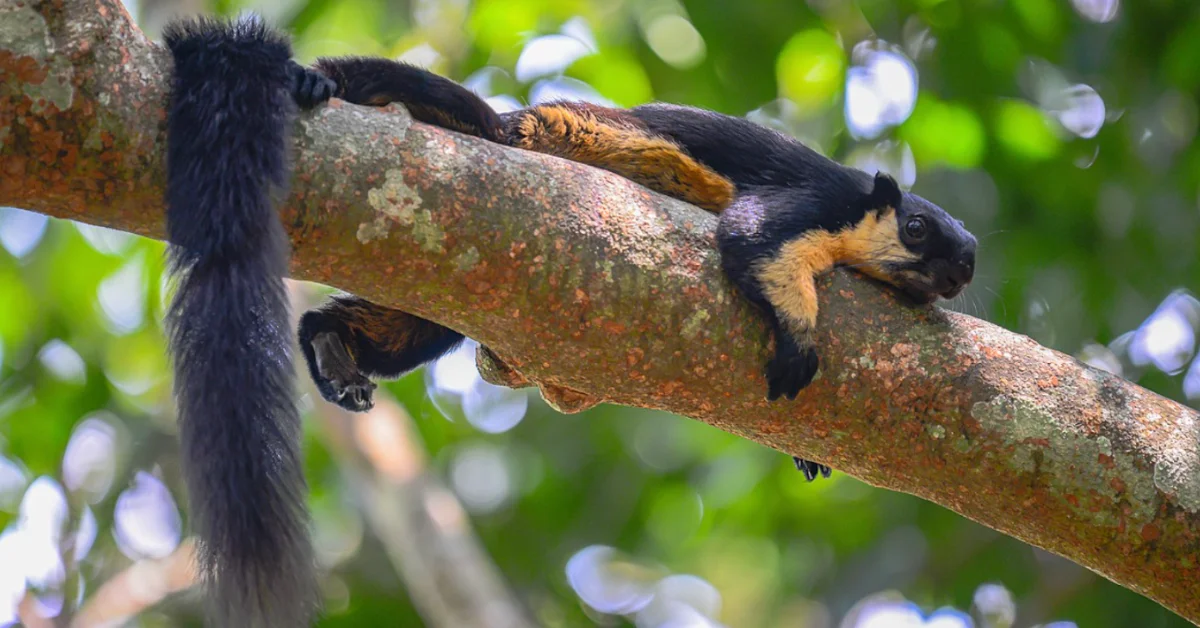 A black and orange squirrel with a long bushy tail rests on a lichen-covered tree branch surrounded by green foliage.
