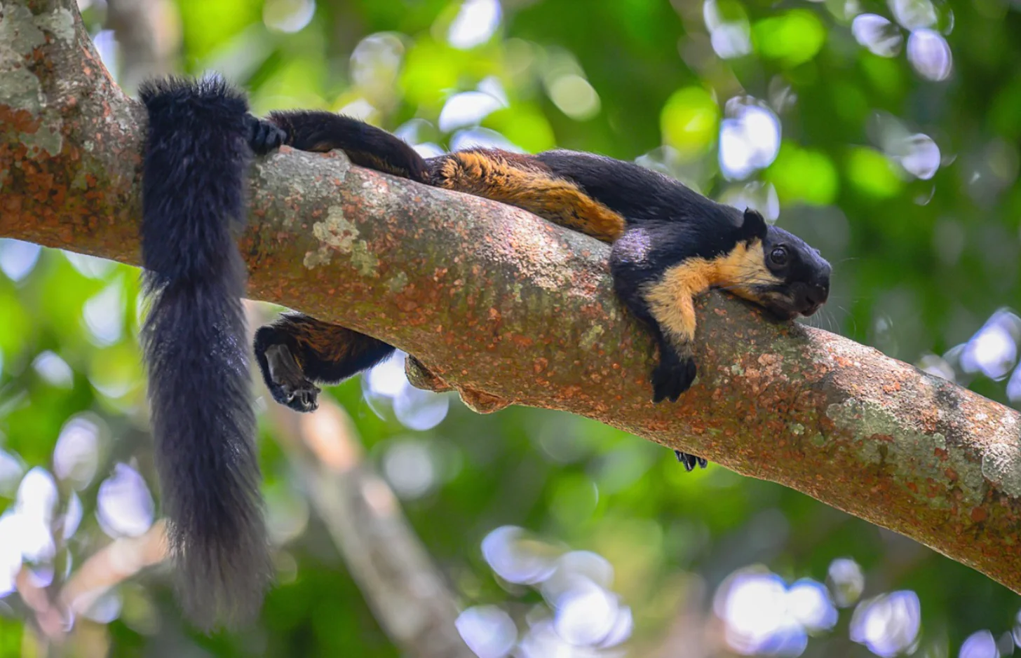 A black and orange squirrel with a distinctive long tail rests on a lichen-covered branch surrounded by green foliage and small purple flowers.