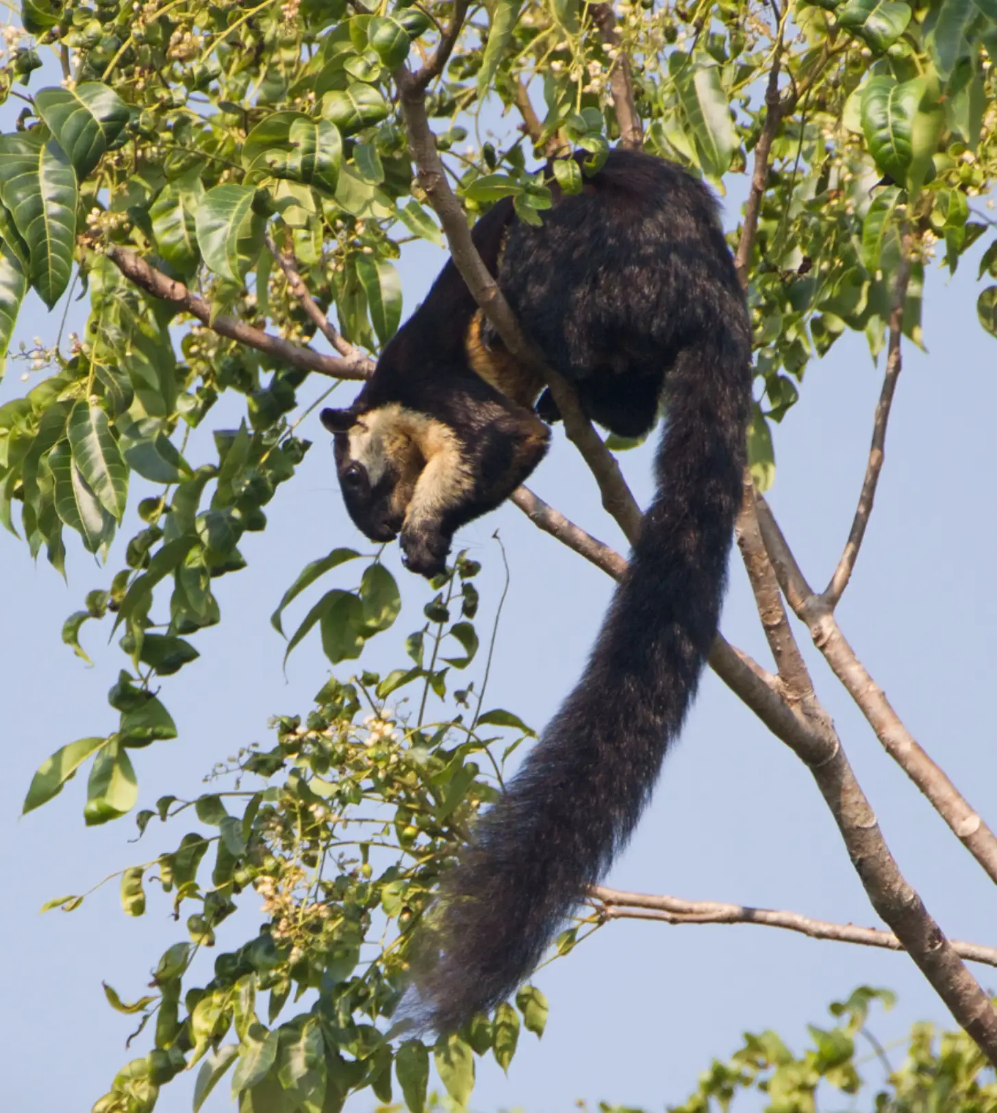 A black squirrel with tan-colored face hangs from a tree branch while reaching toward green leaves and small yellow flowers.