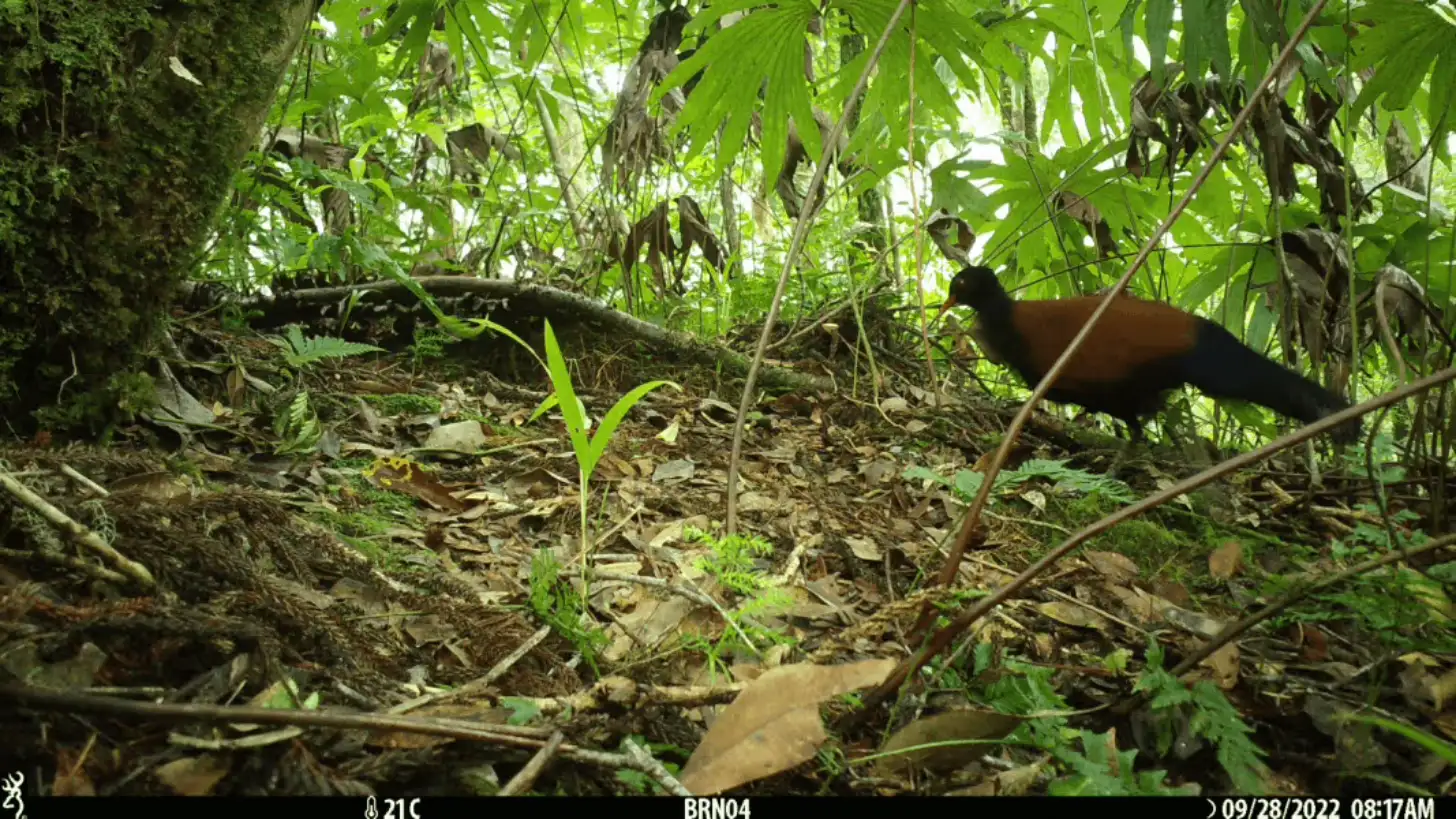 A brown animal moves through dense forest undergrowth with green vegetation and fallen leaves. Timestamp shows 09/28/2022, 08:17AM.