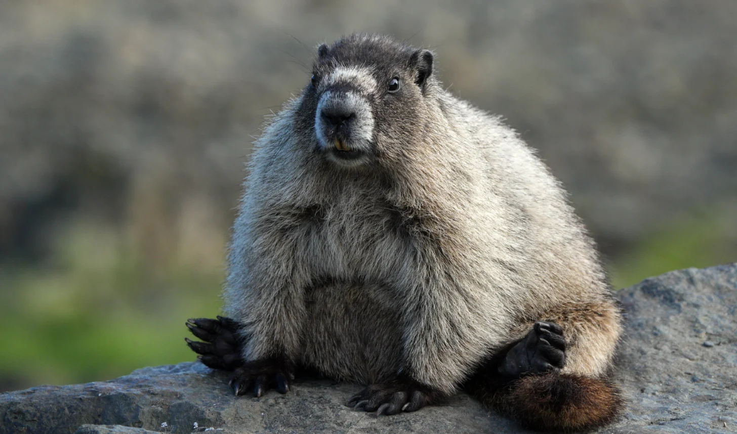 A marmot with gray and white fur sits on a rock, facing the camera with its mouth slightly open and front paws visible.