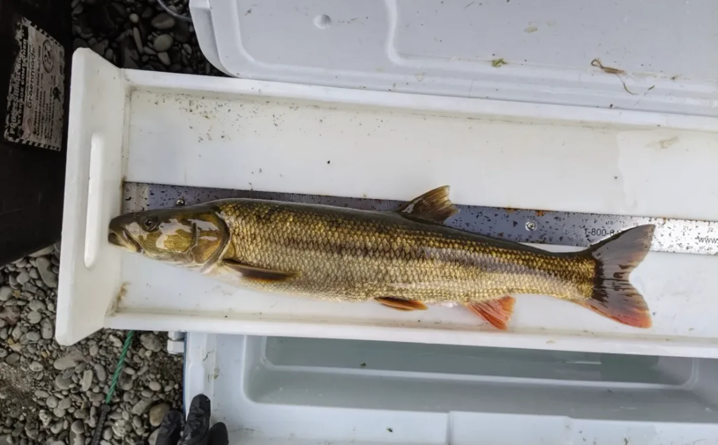 A fish with golden-brown scales and orange-red fins lies in a white measuring tray next to a ruler marked in centimeters.