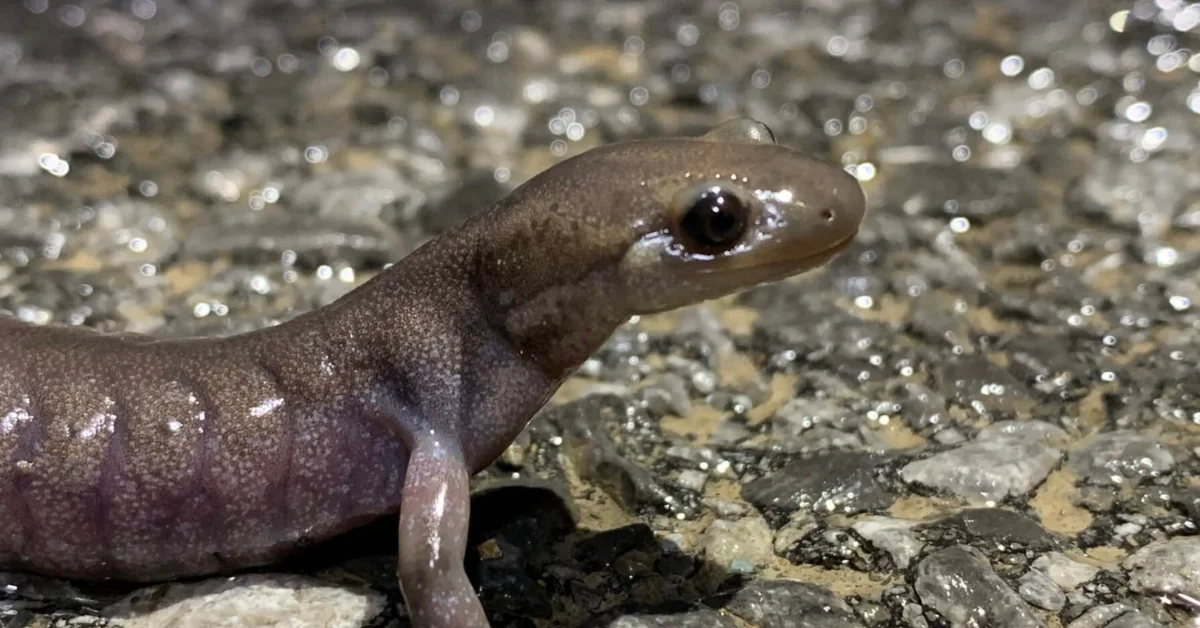 A small dark-colored salamander or newt on wet sandy ground, with a prominent dark eye and smooth skin glistening with moisture.