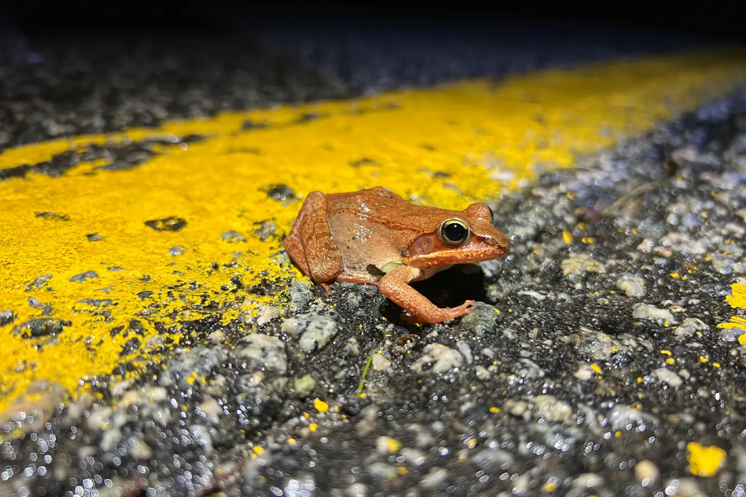 A small brown toad sits on gray rock covered with bright yellow lichen.