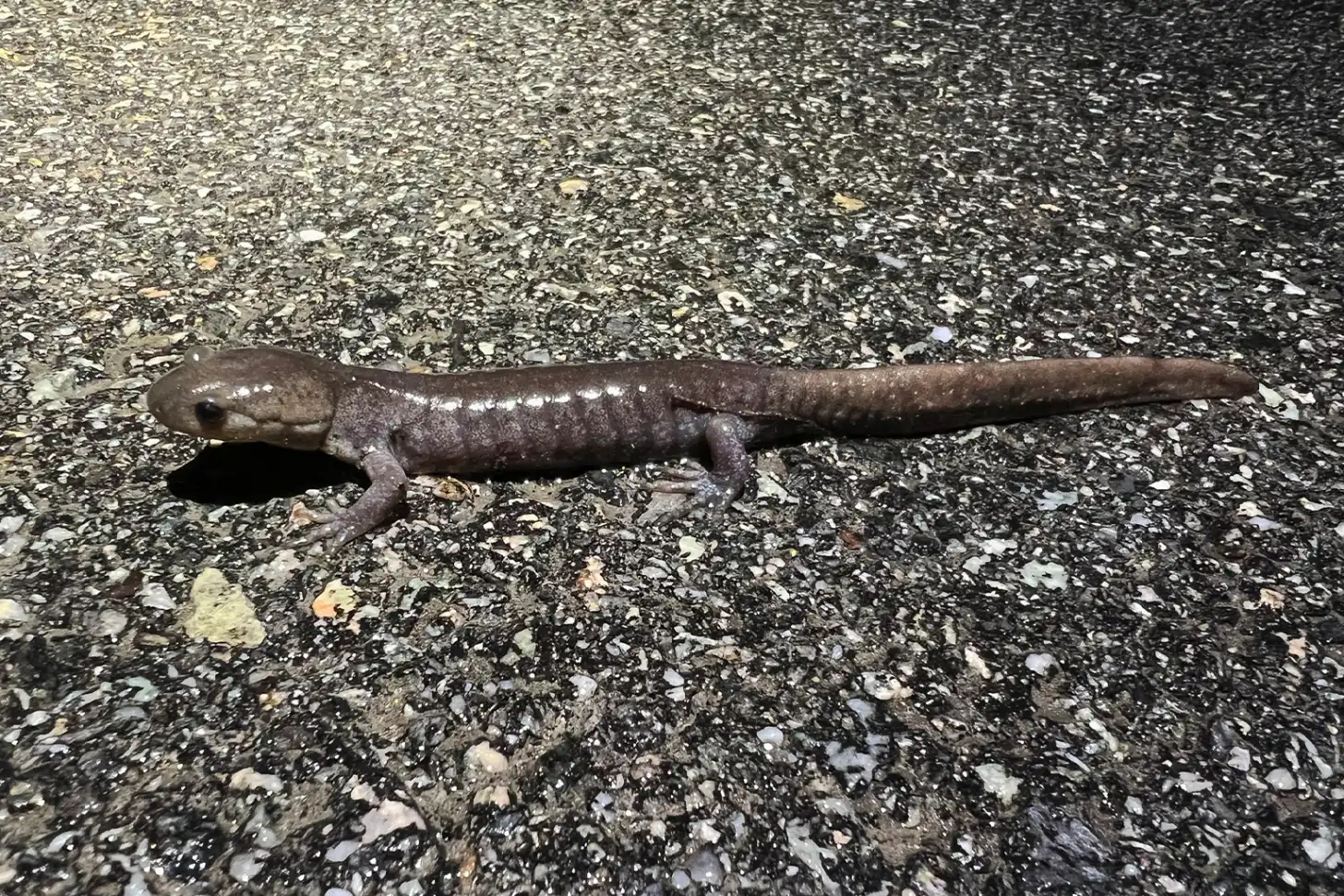 A dark brown salamander with a lighter stripe along its back rests on gravel and small stones.