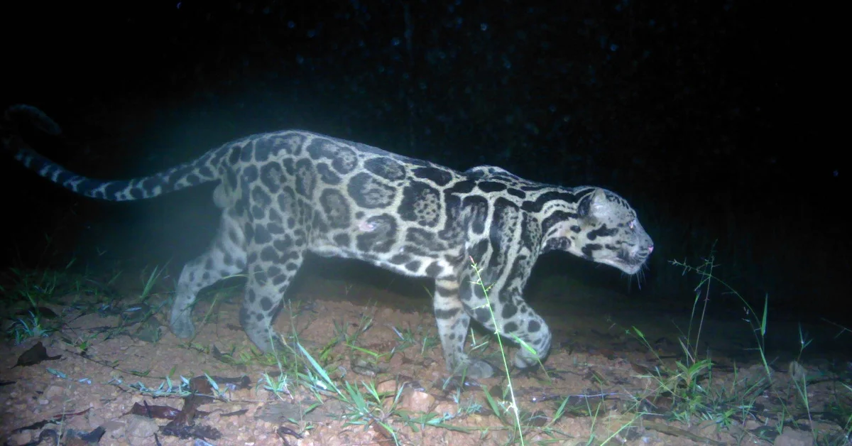 A clouded leopard walks across rocky ground with sparse vegetation at night, its spotted coat illuminated against a dark background.