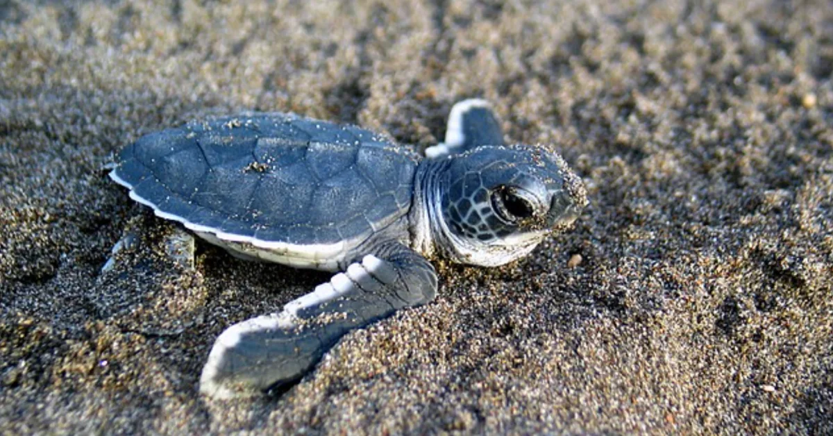 A newly hatched sea turtle crawls across the sand toward the ocean