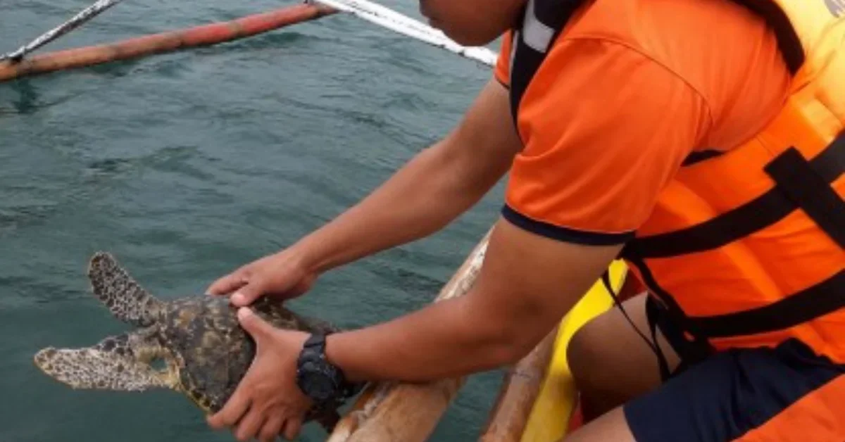 A person wearing an orange life vest leans over the side of a boat to lift a sea turtle out of the water.