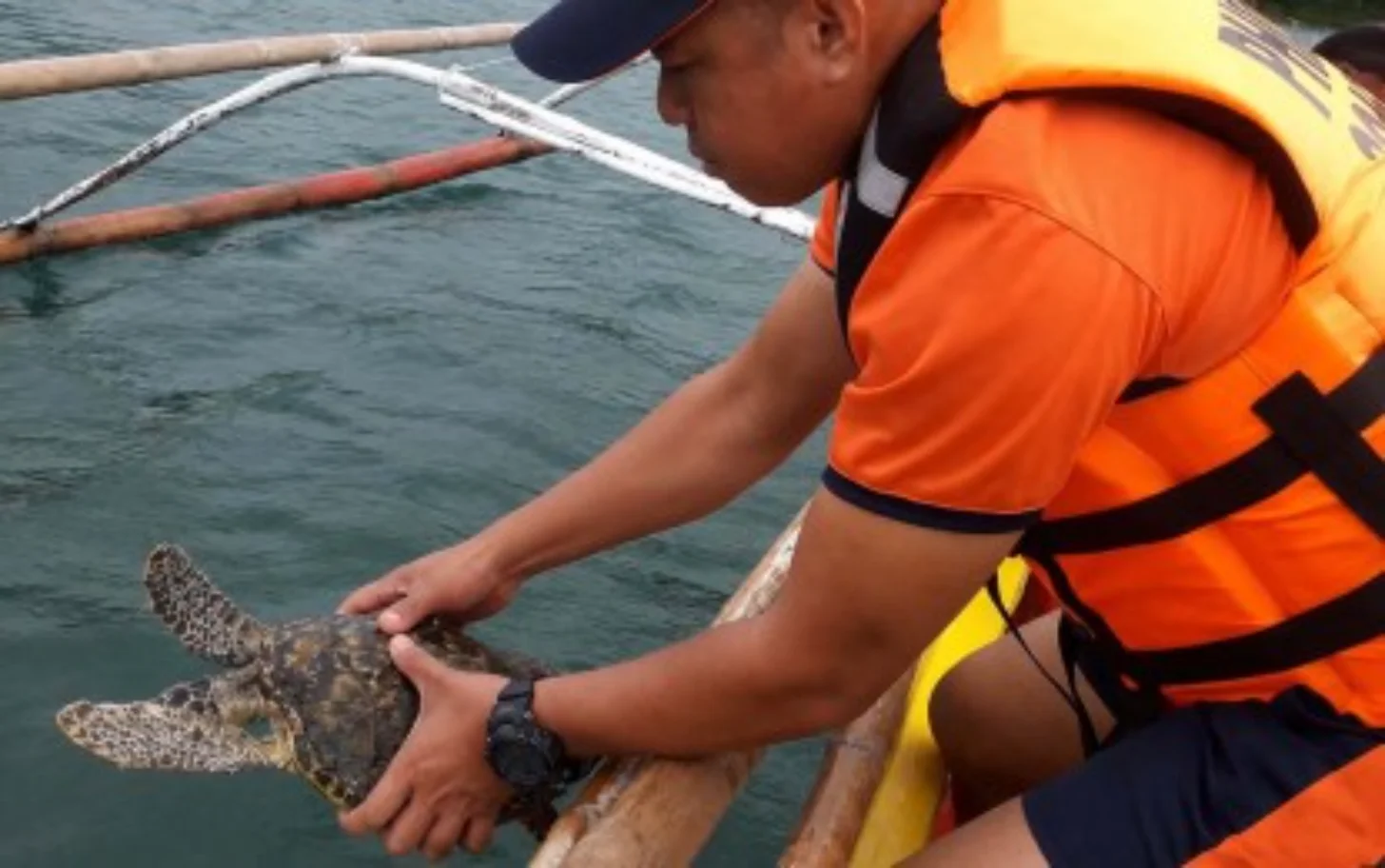 A person wearing an orange life vest leans over the side of a boat to lift a sea turtle out of the water.