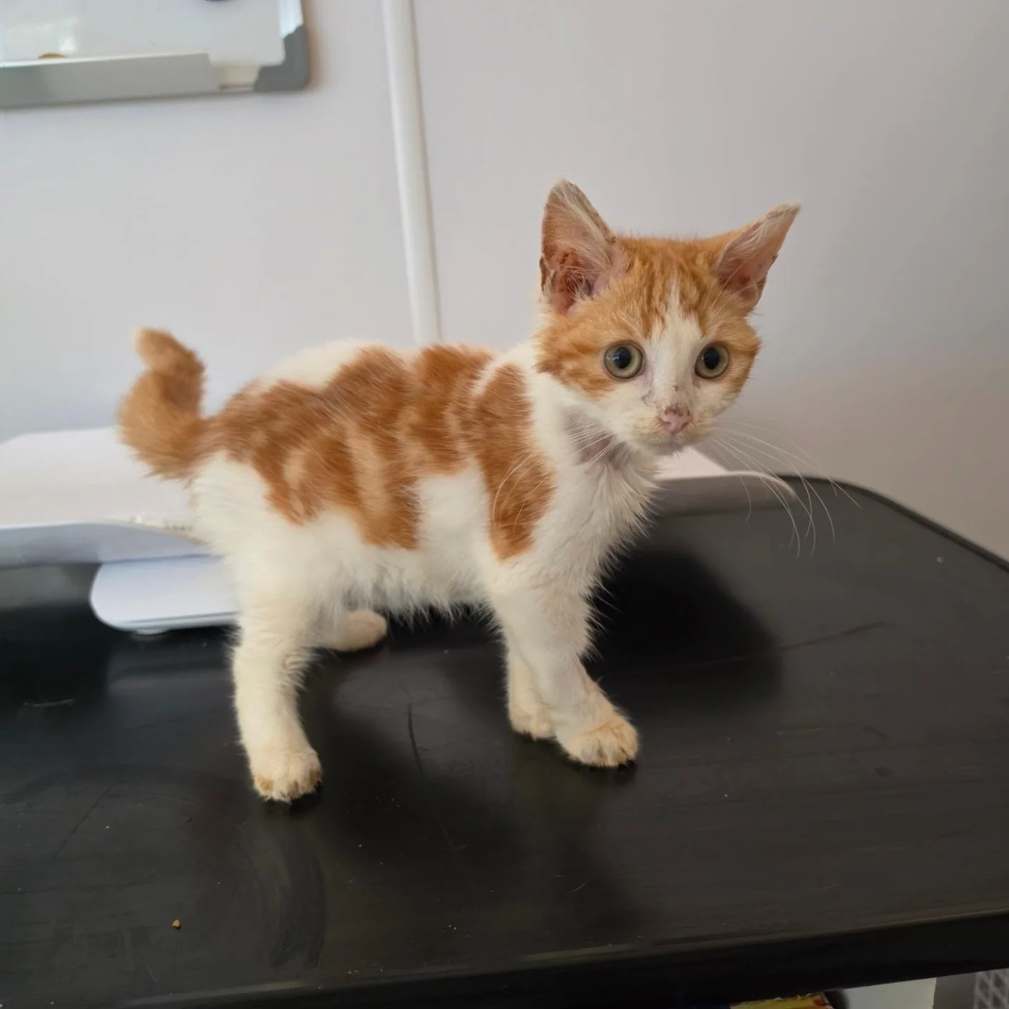 An orange and white tabby kitten stands on a black table in an office setting, looking toward the camera with wide eyes.