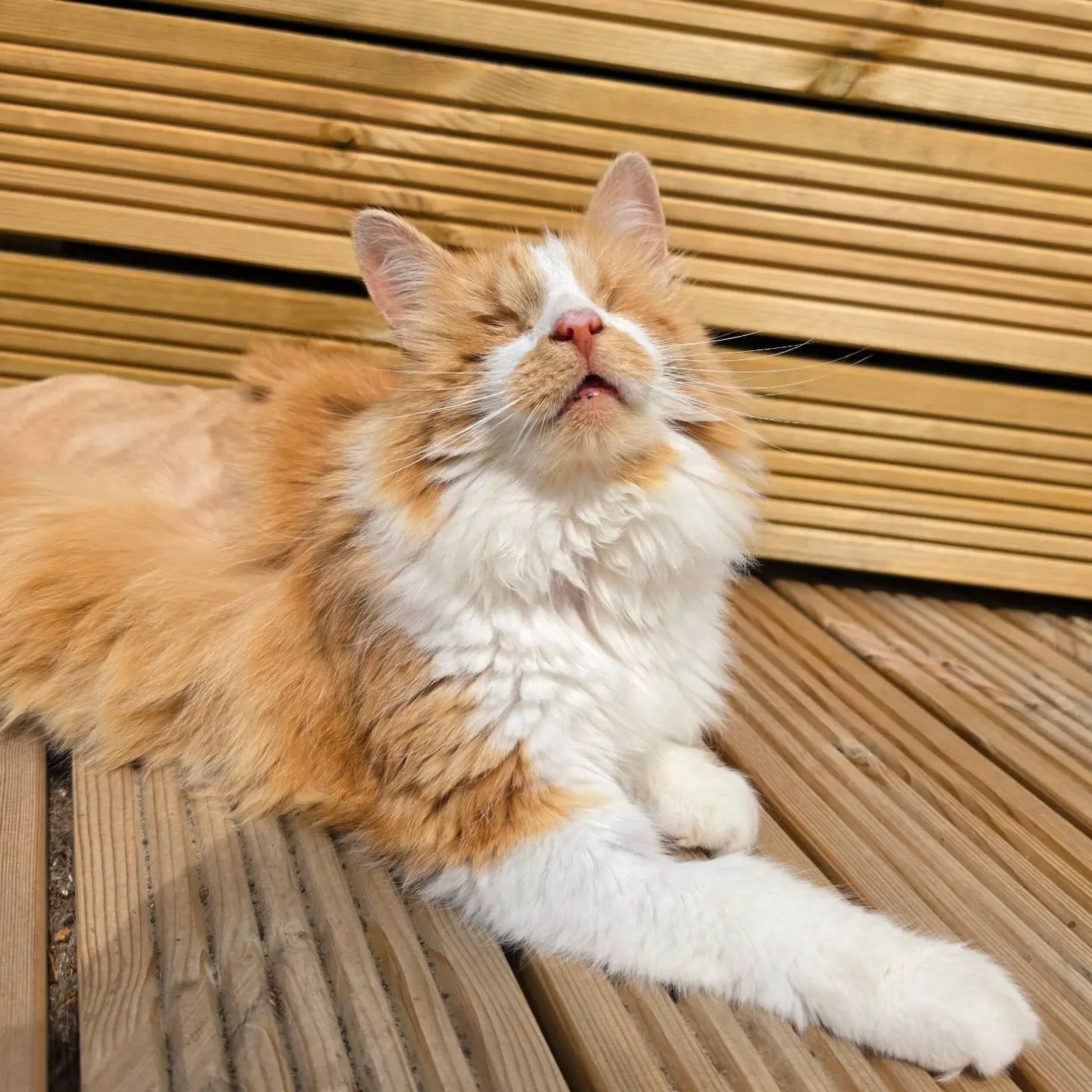 A fluffy orange and white cat sits on wooden deck boards with eyes closed and head tilted slightly upward.