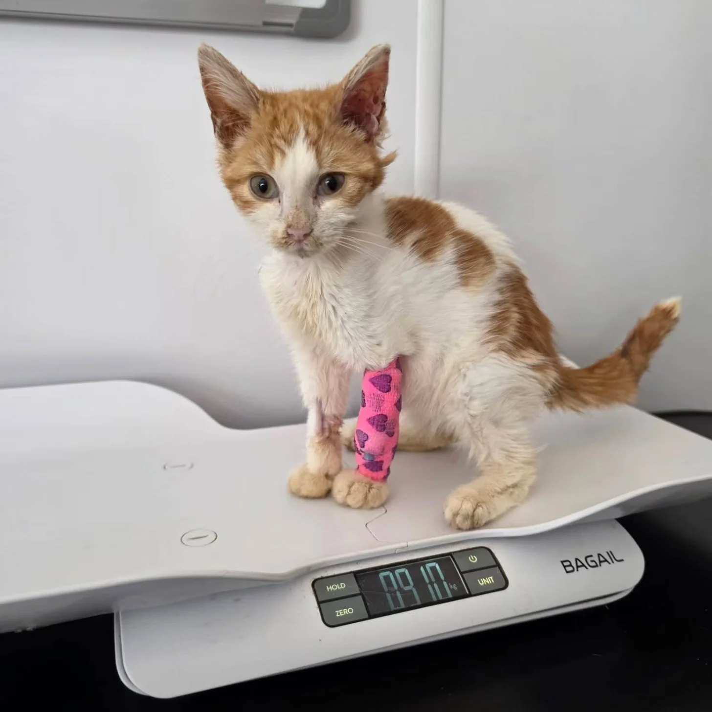 Orange and white kitten wearing a pink bandage on its front leg, standing on a digital scale that reads 0.0 kg.