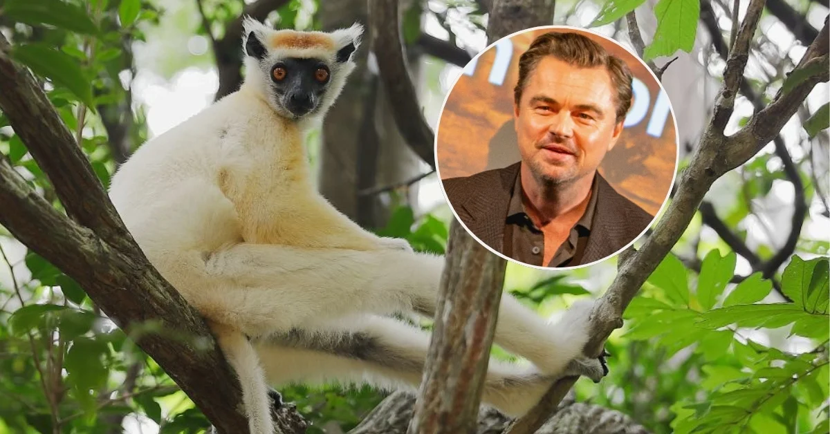 A golden-crowned sifaka with a tan-colored head and black face sits on a tree branch surrounded by green leaves. A circular inset photo in the upper right shows a man, Leonardo DiCaprio, in a brown shirt.