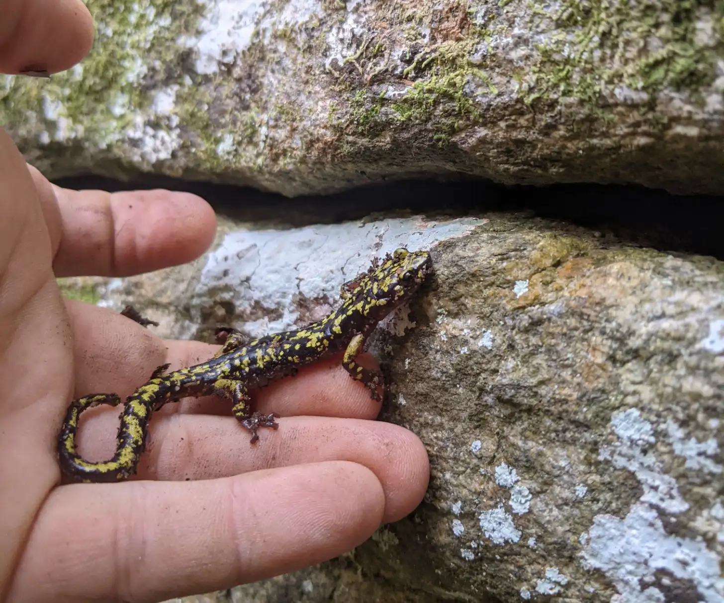 A small salamander with black and yellow striped markings is held in a person's hand against a lichen-covered rock surface.