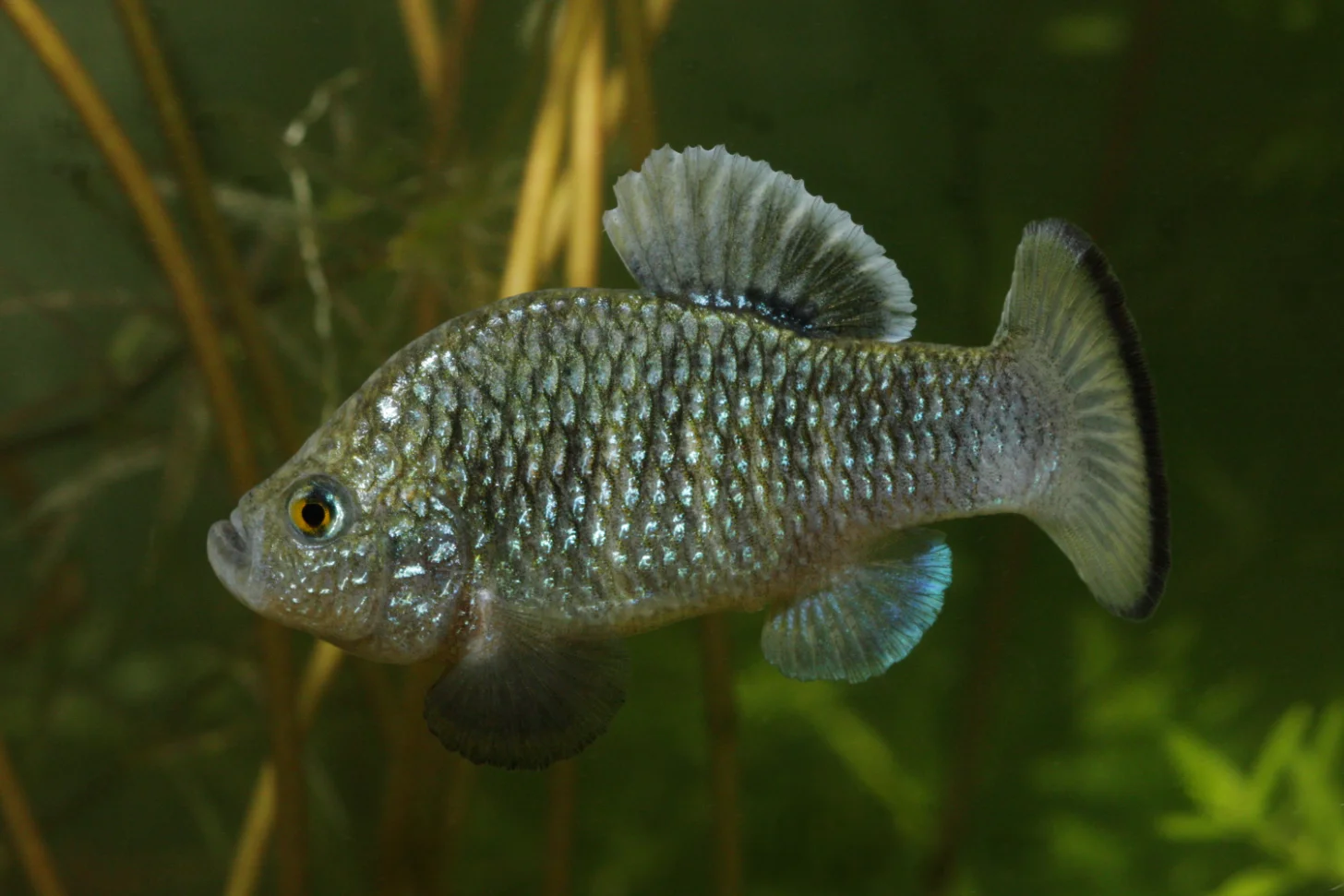 A small gray fish with a pebbly-textured body and golden eye swims among aquatic plants. The fish, a Charco Azul pupfish, has pale fins with darker edges and bluish coloring on its lower fins.