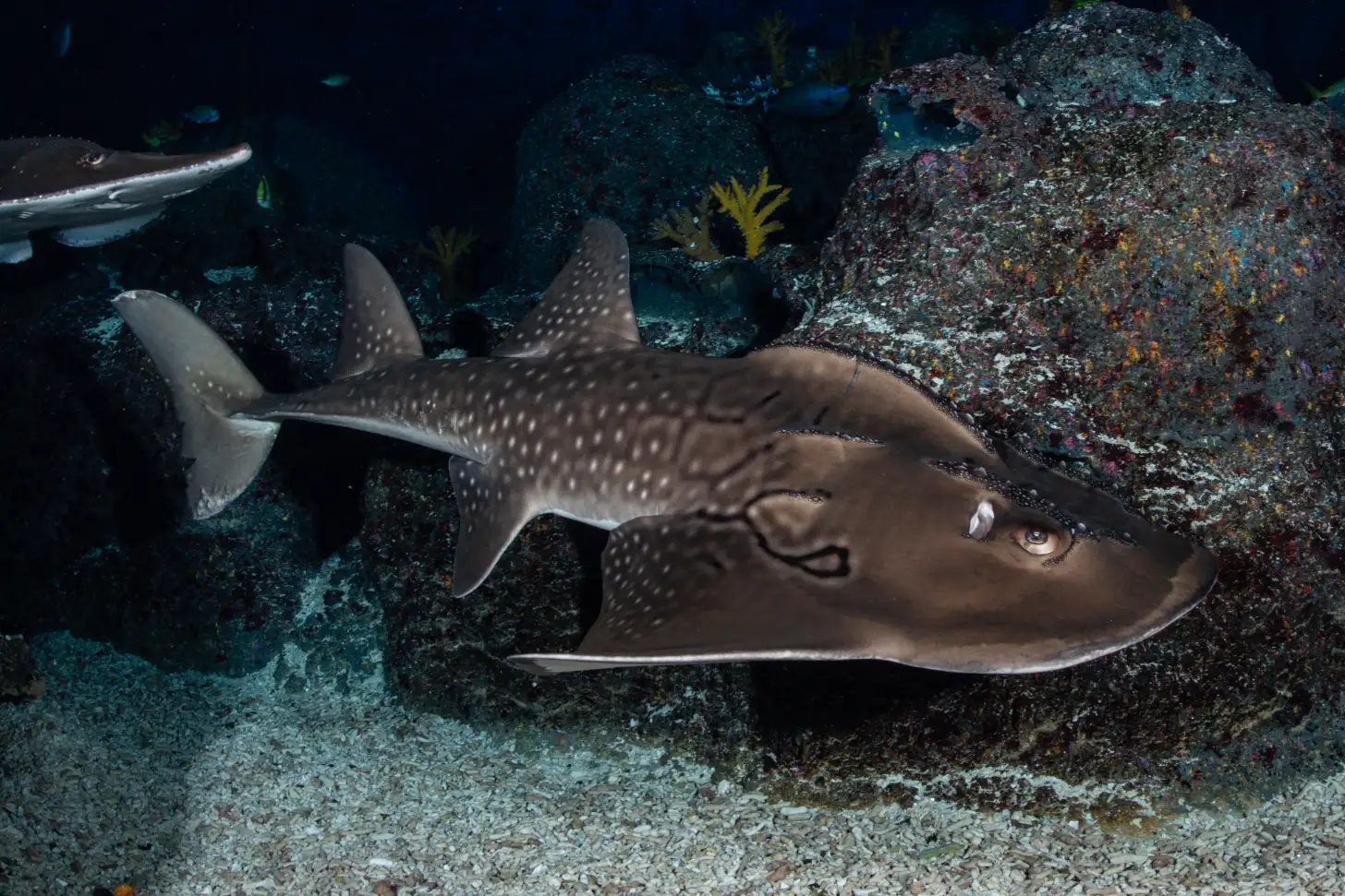 A bowmouth guitarfish, which looks like a spotted shark, rests on the sandy seafloor near a rocky coral-covered outcrop, with smaller fish visible in the background.