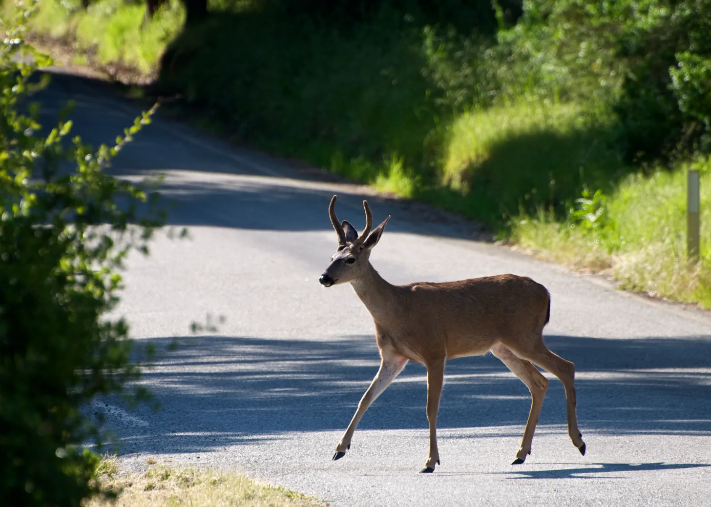 A deer with antlers crosses a paved road lined with green vegetation on both sides.