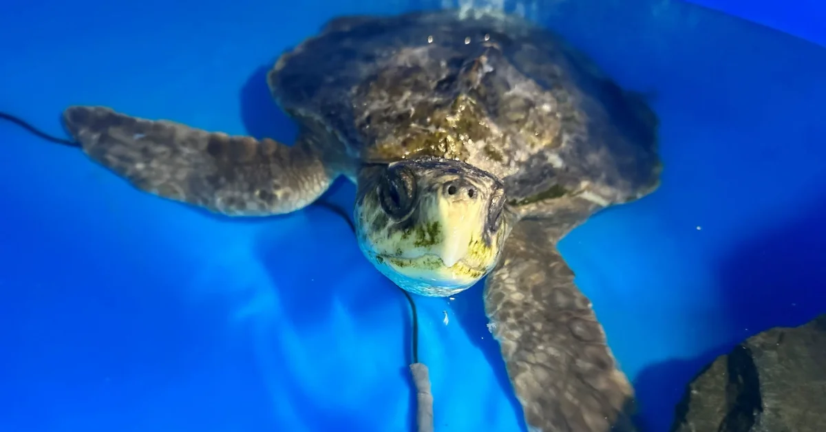 A sea turtle swims toward the camera in blue ocean water, with its flippers extended to either side and its head and shell clearly visible.