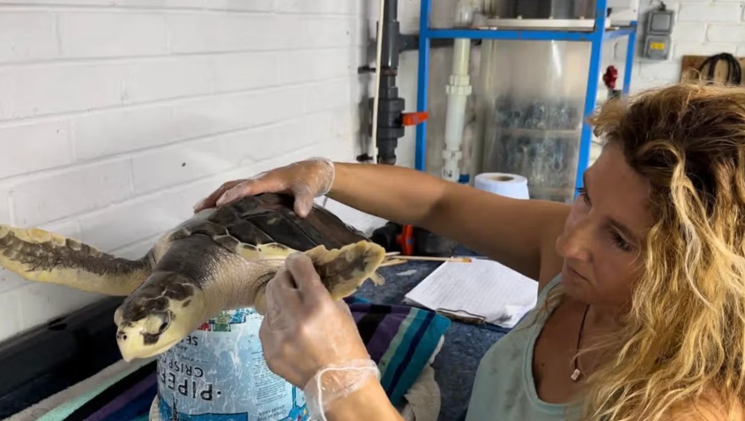 A woman in a light-colored shirt holds a sea turtle with patterned brown and tan markings while examining it at a table in a laboratory setting with white brick walls and blue shelving in the background.