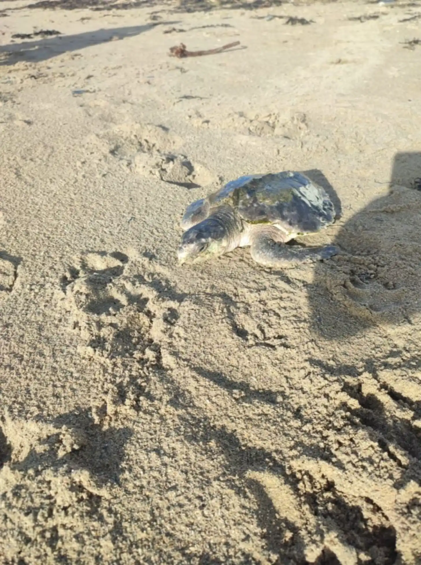 A kemp's ridley sea turtle lies on wet sand near the shoreline, with footprints visible in the sand nearby.