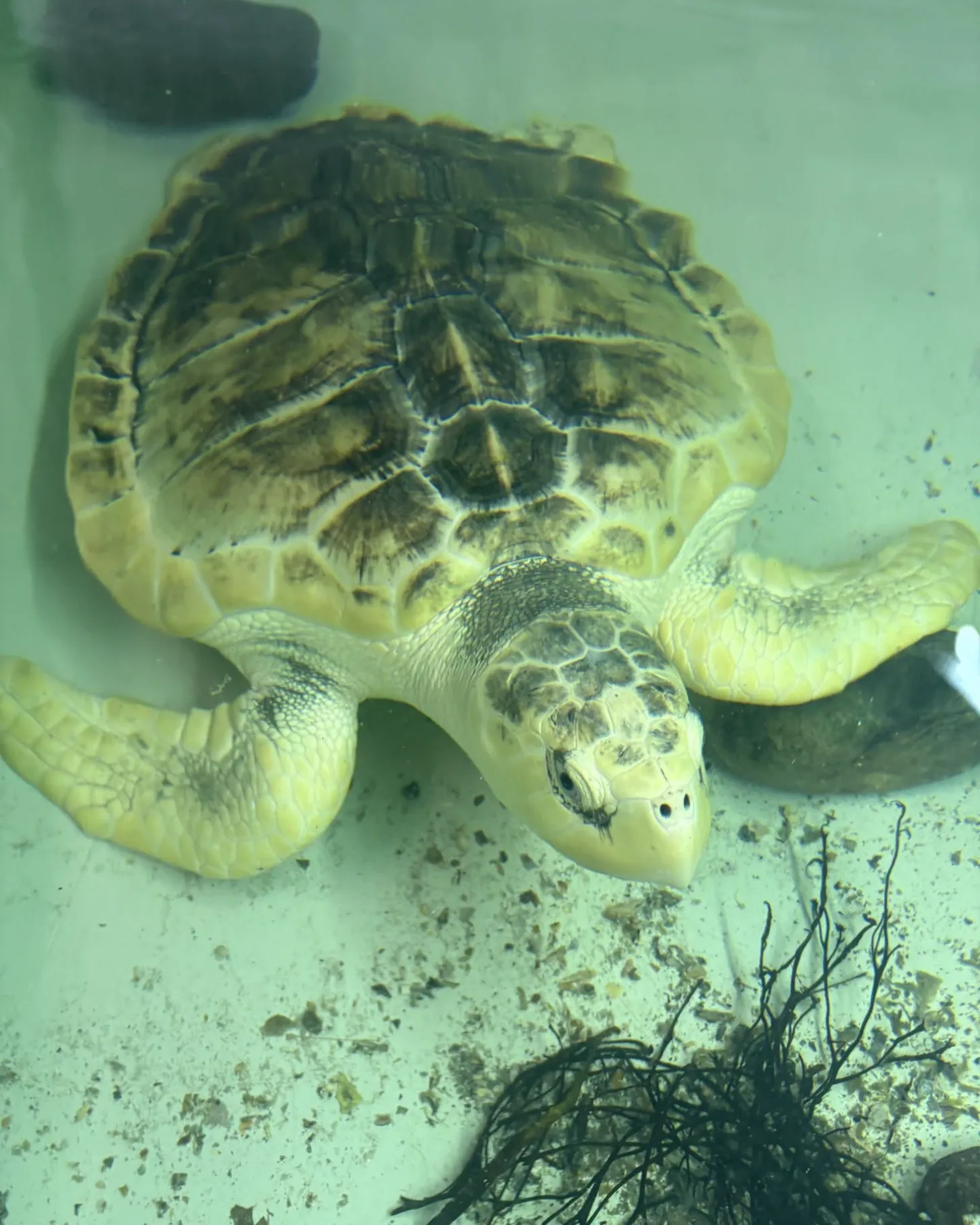 A sea turtle with a pale yellowish shell rests on sandy seafloor near dark seagrass, photographed from above underwater.