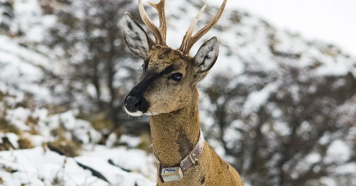 A deer with branching antlers wears a collar with a tag around its neck, standing in a snowy landscape with evergreen trees in the background.