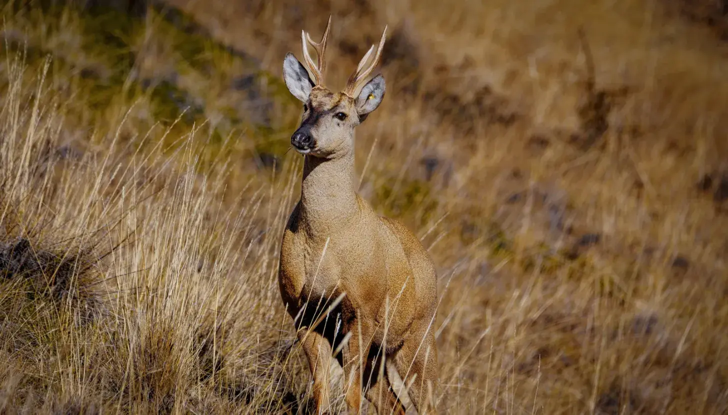 A mule deer buck with branching antlers stands in dried grass and low vegetation, facing toward the camera.